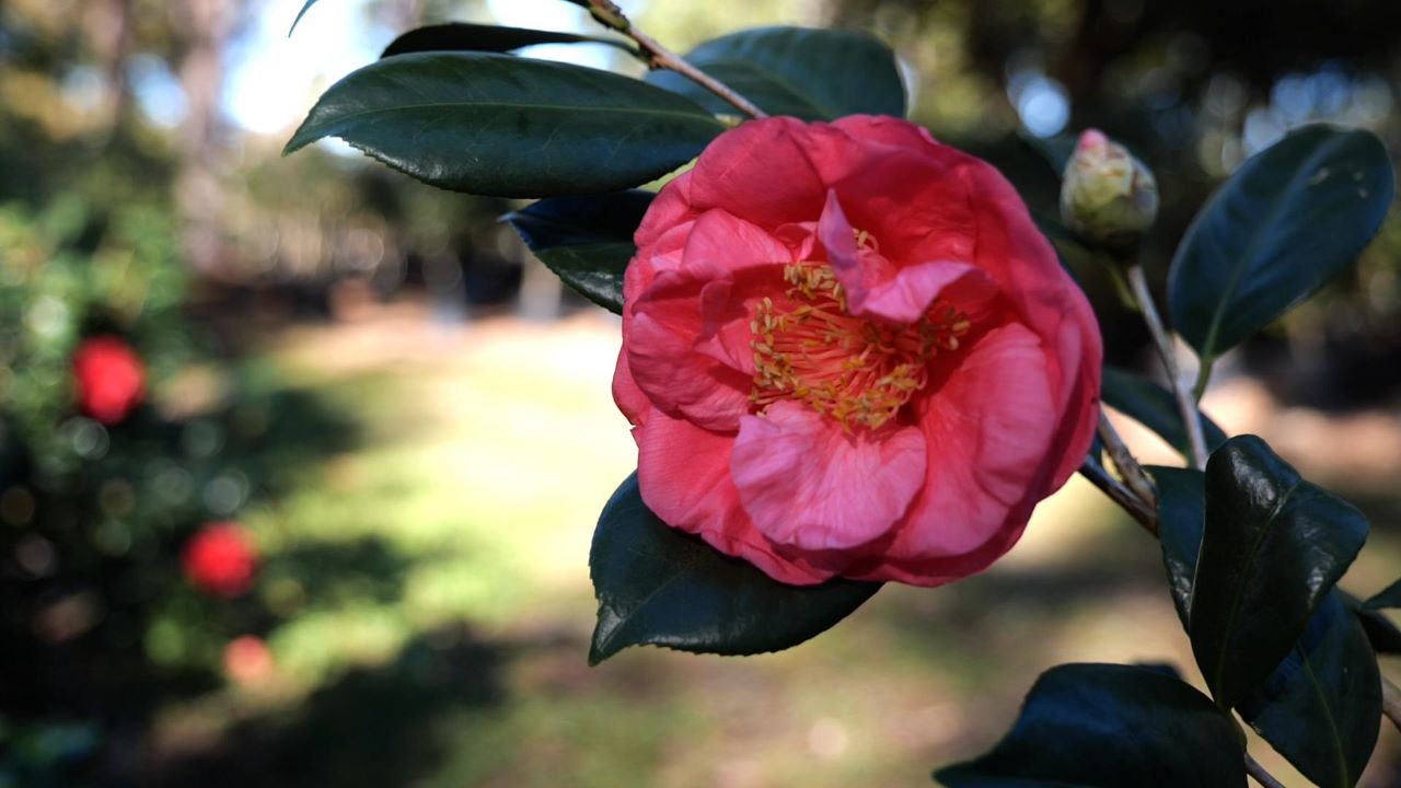 Get It Growing: Camellia japonica, beautiful low-maintenance shrubs